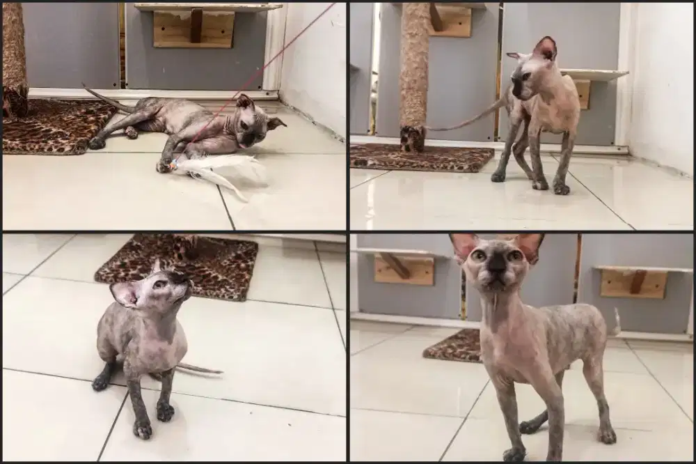 Kucing Sphynx levkoy dewasa