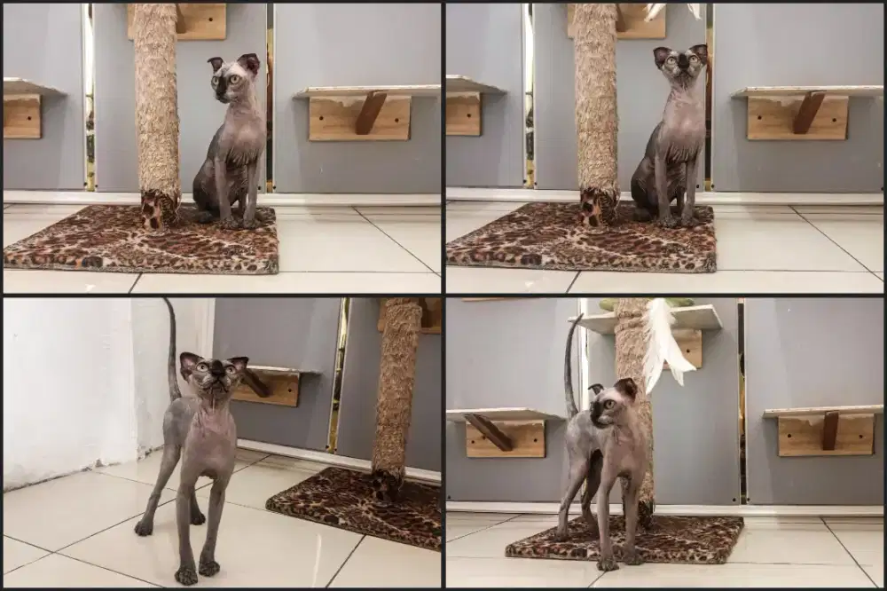 Kucing Sphynx levkoy dewasa