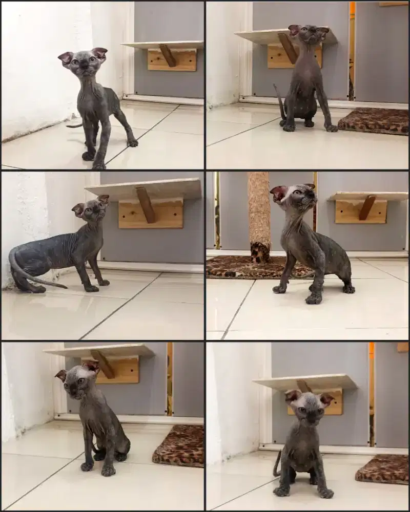 Kucing Sphynx levkoy kitten