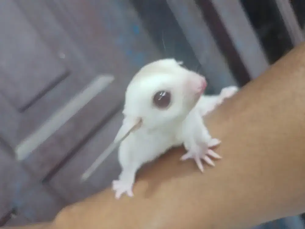 Creamino ph leu jantan Joey