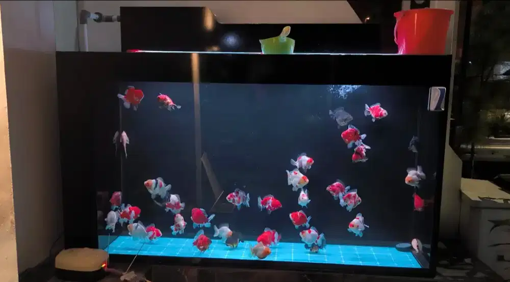 Dijual aquarium jumbo 175x50x100cm