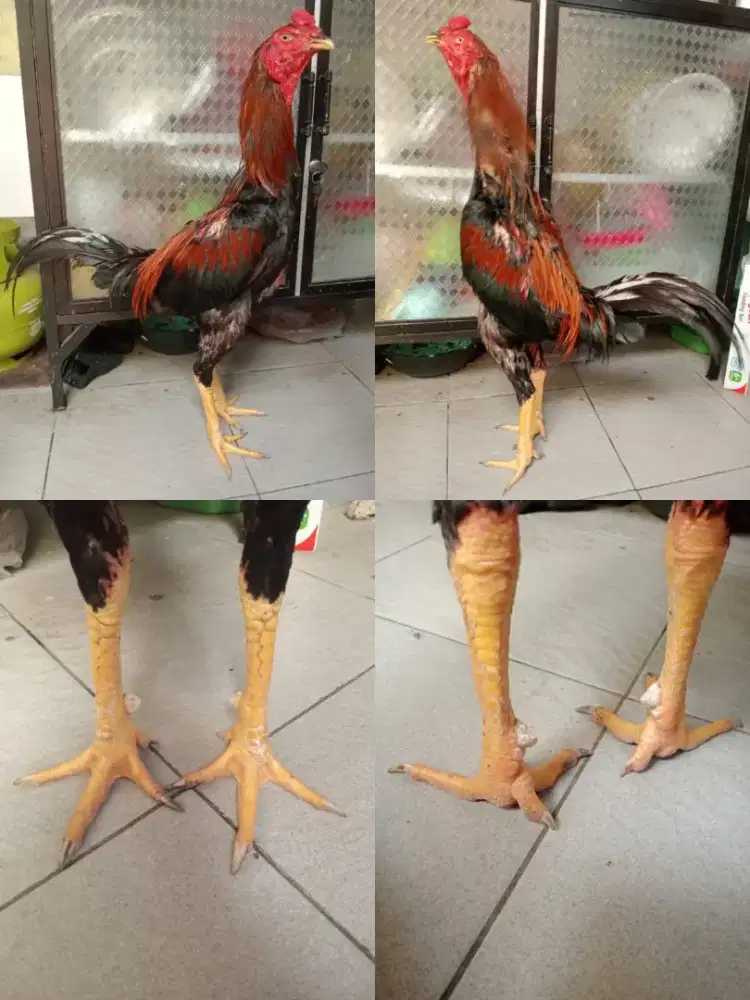 Ayam Bangkok klasik Silangan mangon