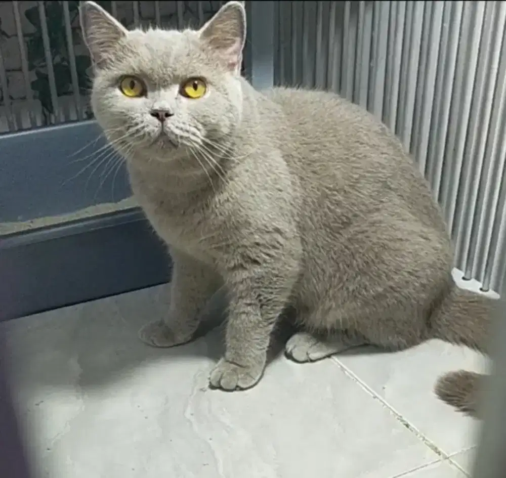 Kucing bsh British shorthair Lilac betina dewasa