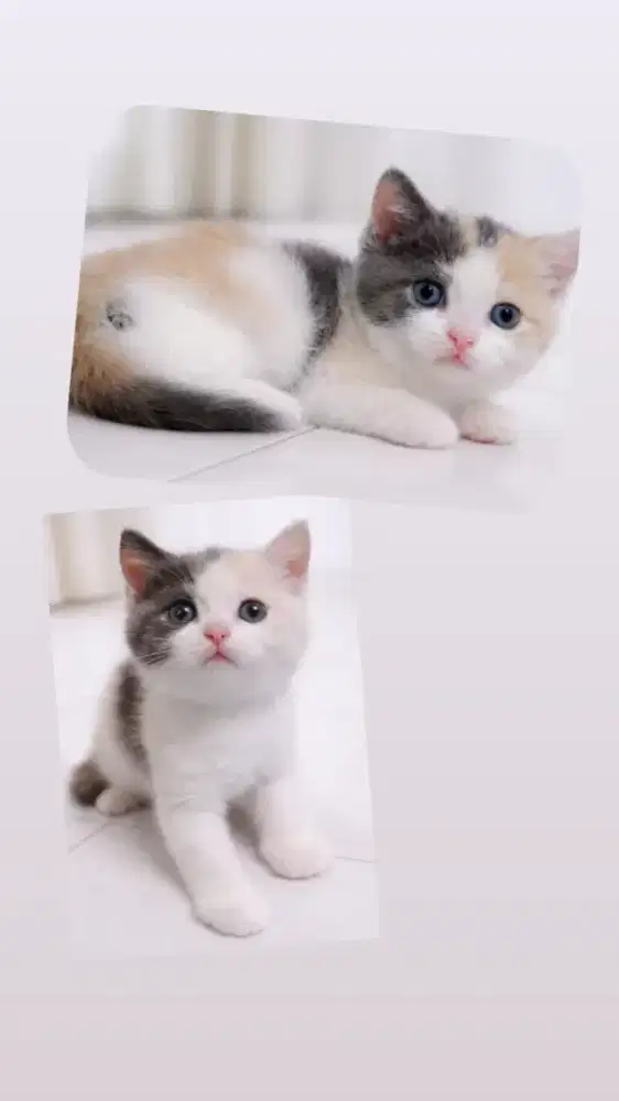 British shorthair dilute calico