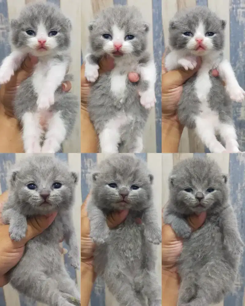 Kucing bsh British shorthair kitten open booking
