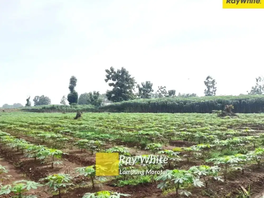 Jual Tanah Bumi Ratu Nuban