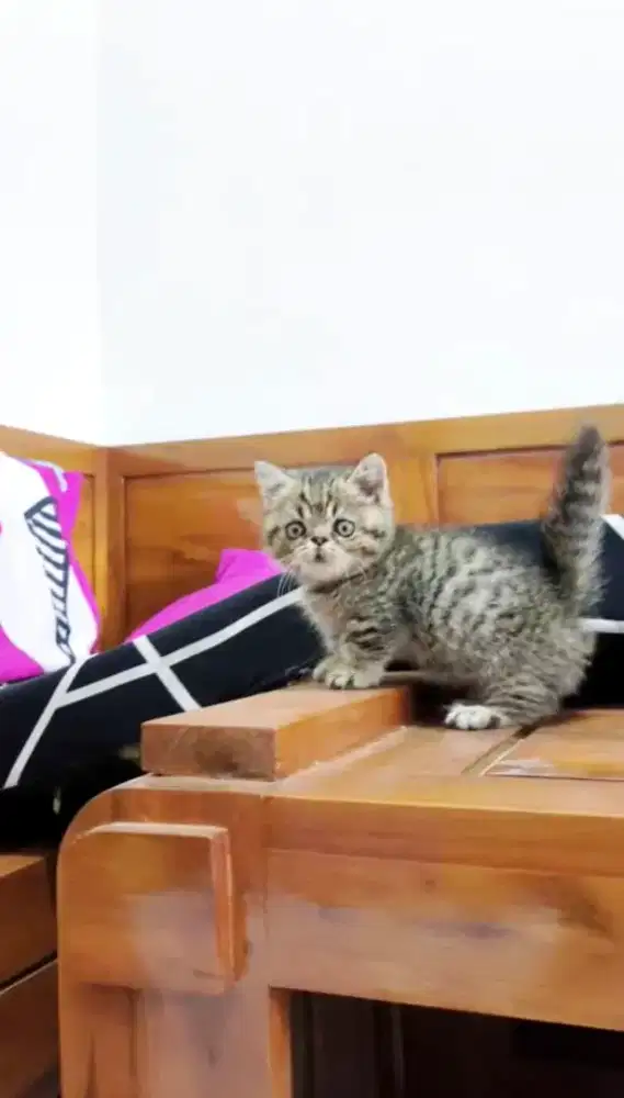 Munchkin cebol jantan/bulat menggemaskan