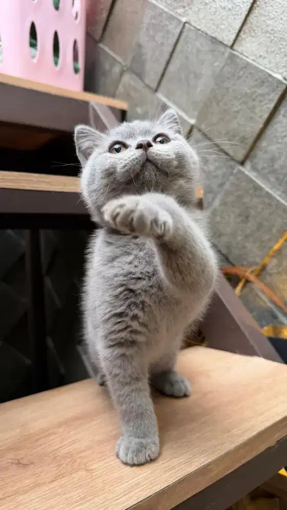 Kitten BSH line import