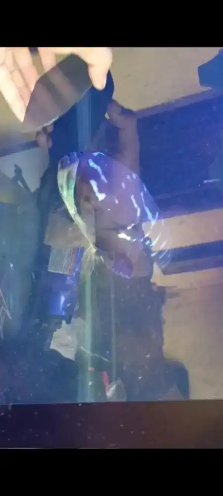 TOMAN JUMBO 60CM lebih