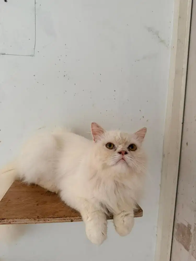 FLATNOSE MURAH PUTIH