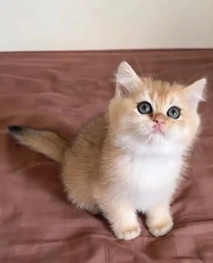 Kitten bsh golden jantan dan betina british short hair