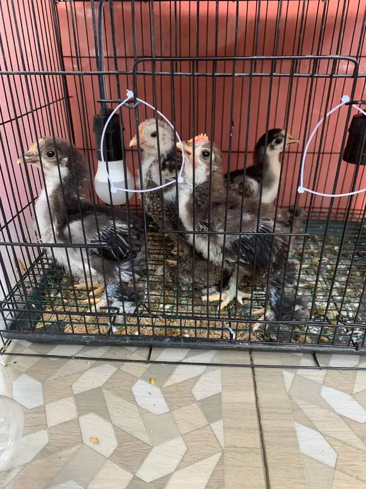Ayam Bantam Cochin 1 Bulan Super Lucu, Bulu Tebal, Siap Pelihara!