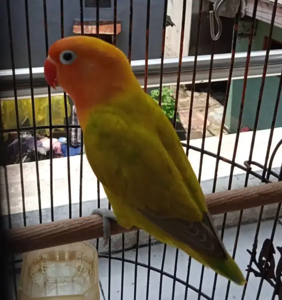 Lovebird isian Cililin Kenari 6 Variasi Lainnya Jeda Rapat