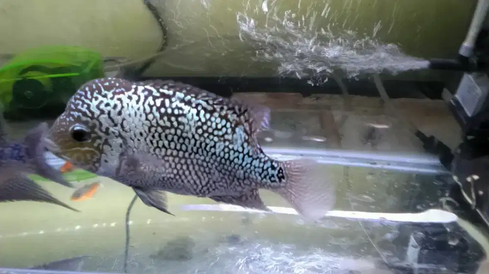 Kamfa F2 5jarian edisi kepenuhan