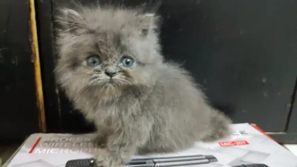 KUCING JANTAN FULL ABU