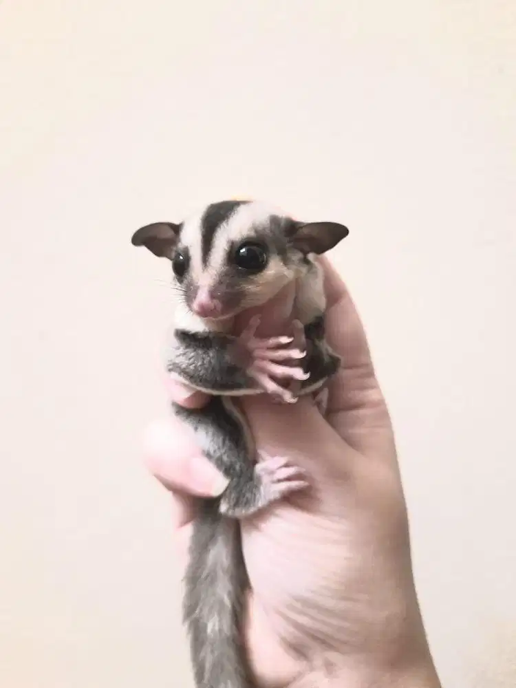 Sugar glider joey