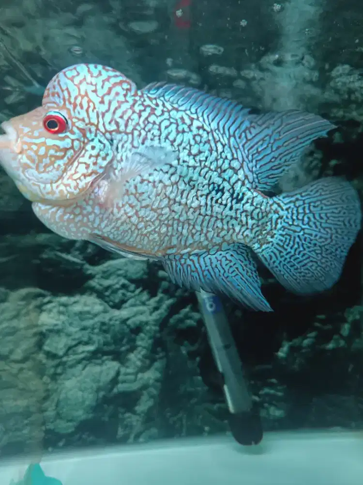 Louhan Cencu 4 Jarian Prospek