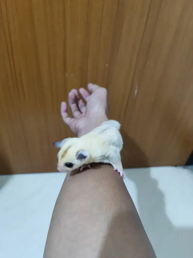 Sugar Glider White Mosaic