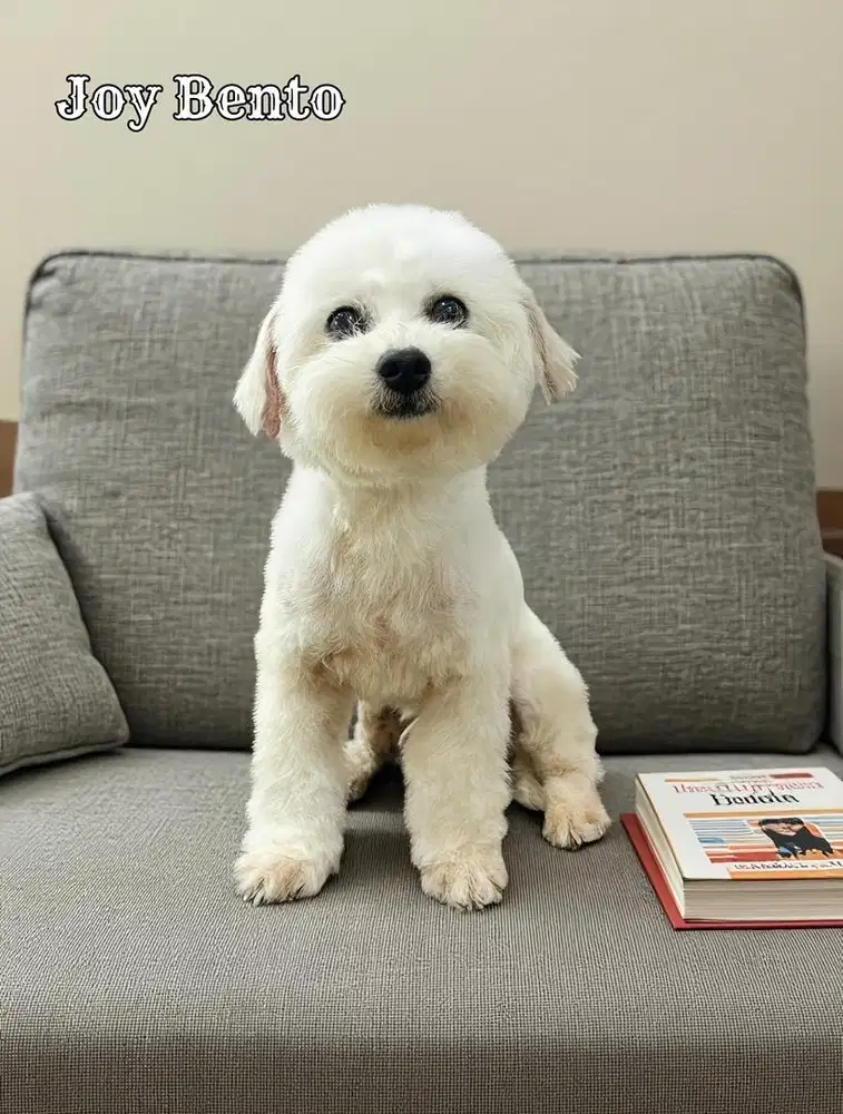 Bichon Frise Male Adult ( Sons from Import Korea )