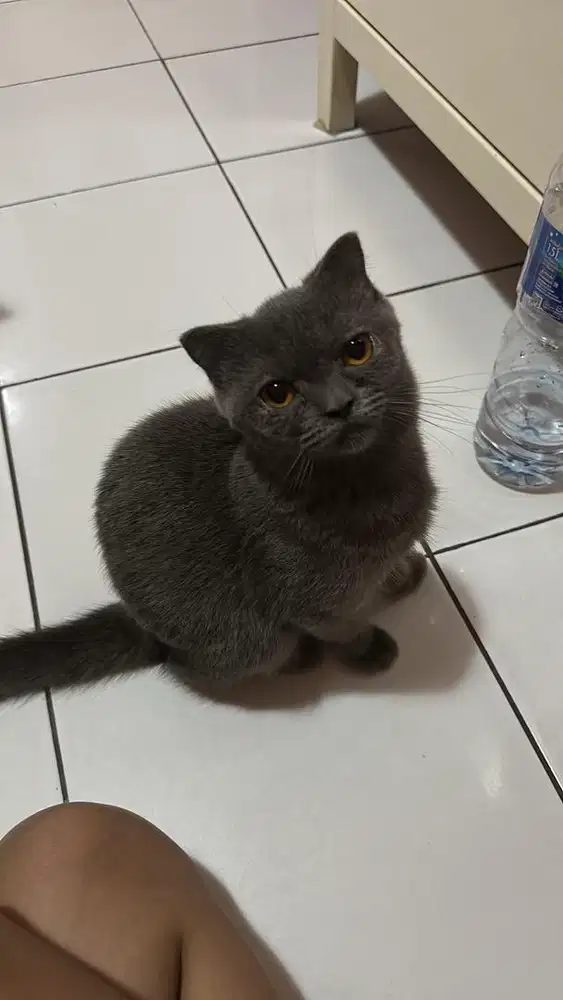 British Shorthair