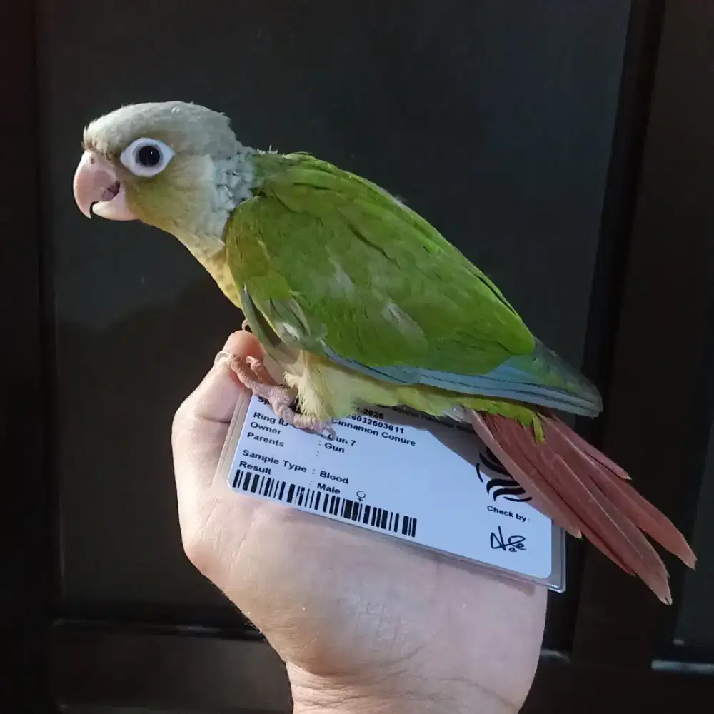 Burung Cinnamon Conure