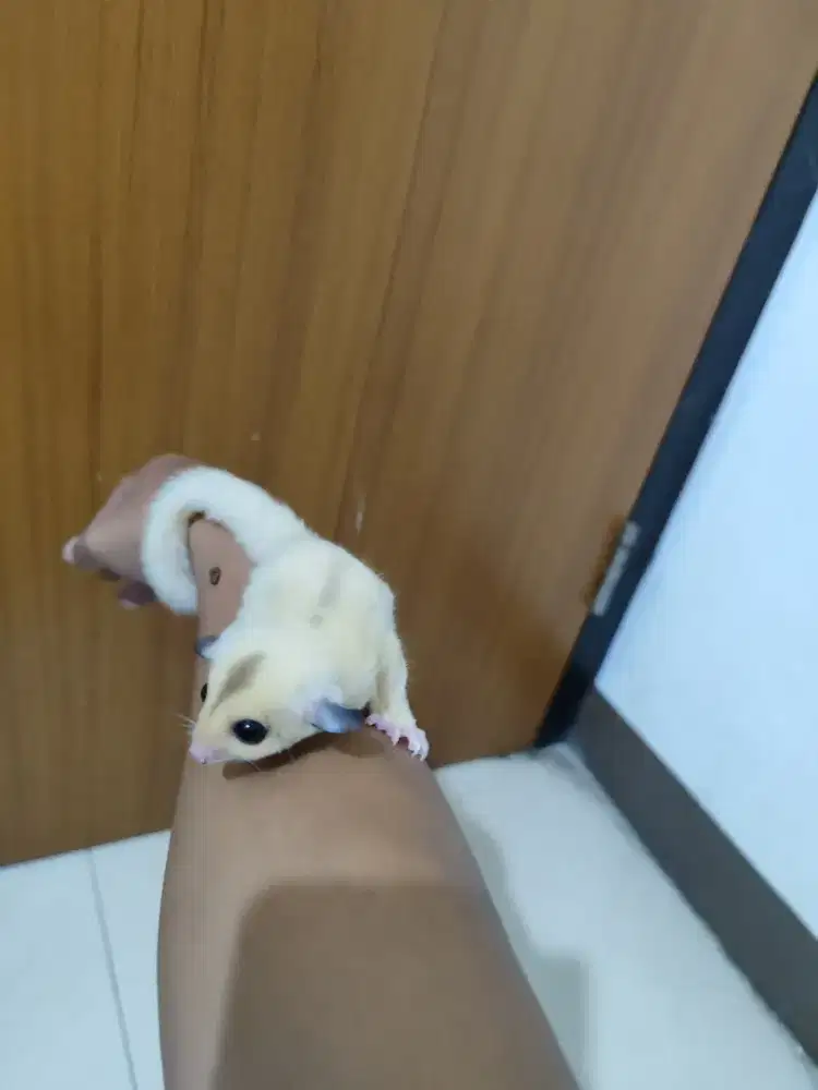 Sugar Glider White Mosaic Betina