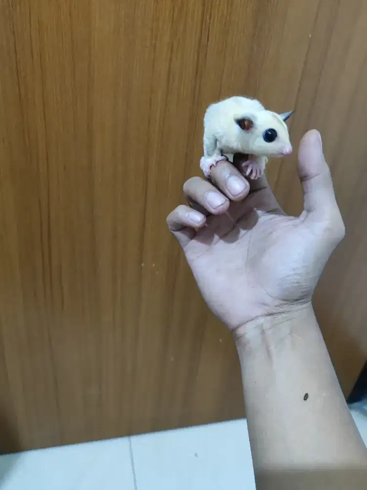 Sugar Glider White Mosaic Betina