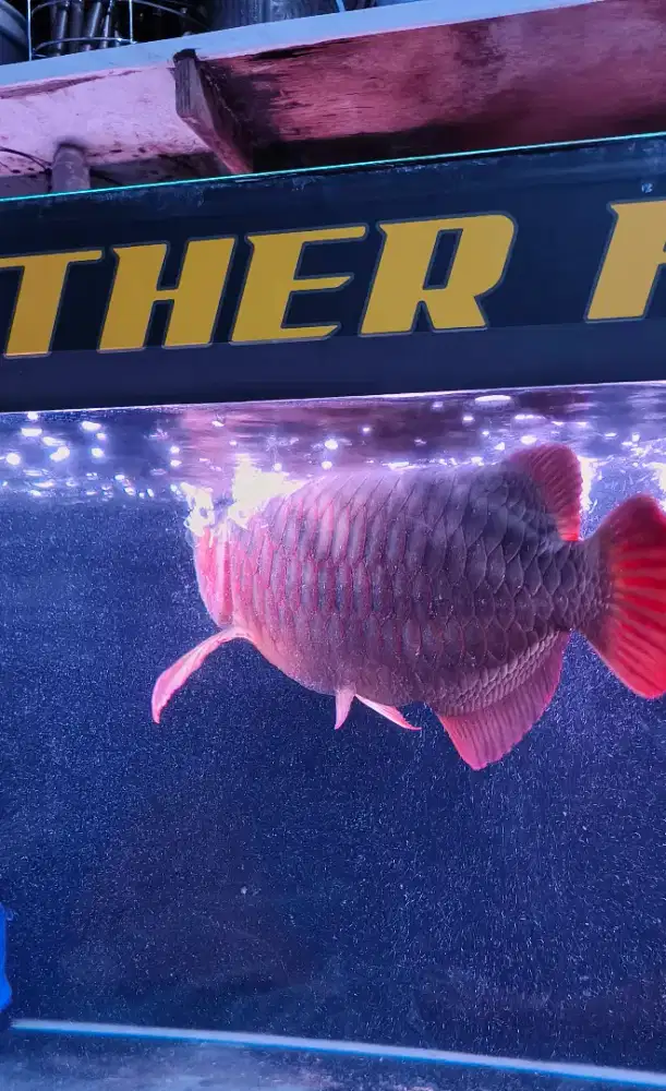 Ikan arwan super red