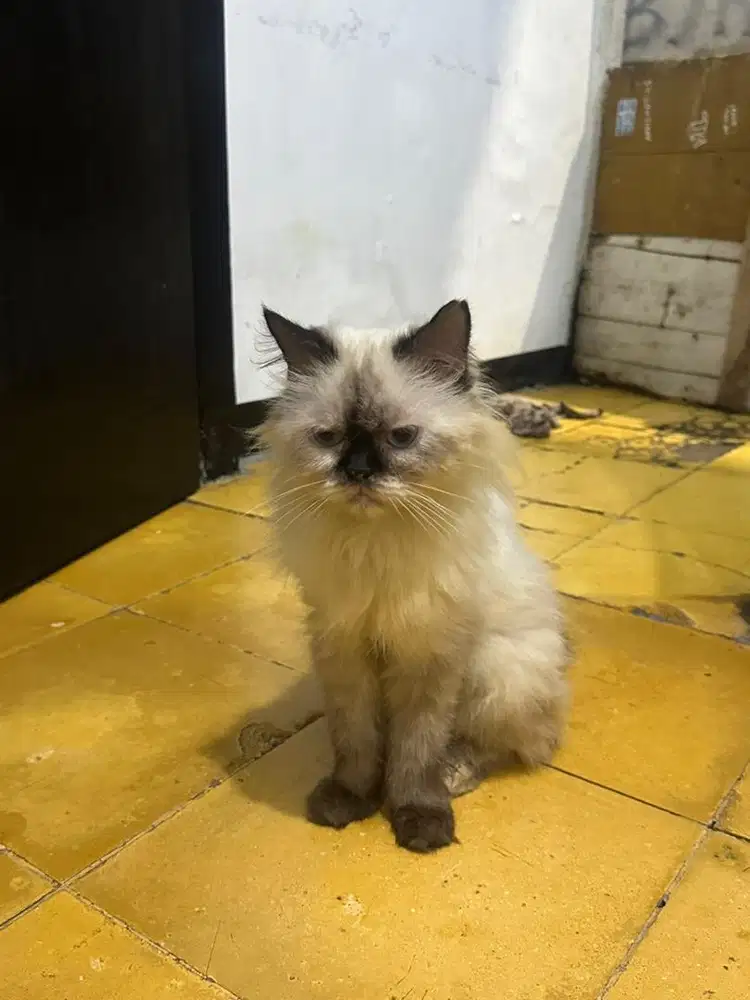 Kucing siam mix piknose