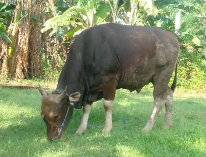 sapi qurban 350kiloan ras sapi bali siap hewan kurban 2026 murmer puas