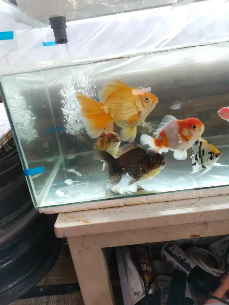 Aquarium 1m-40cm-42cm aquarium 40-80-38 sama ikan