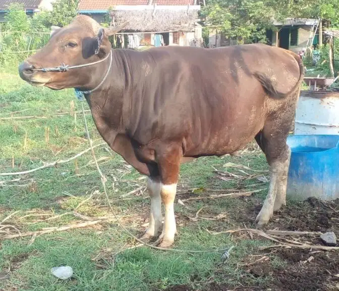 sapi bali 350kiloan siap hewan kurban 2026 ekonomisan murmer jamin top