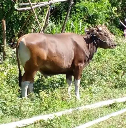 sapi bali 350kiloan siap hewan kurban 2026 ekonomisan murmer jamin top