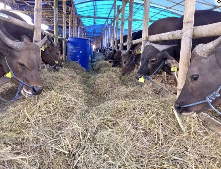 sapi bali 350kiloan siap hewan kurban 2026 ekonomisan murmer jamin top
