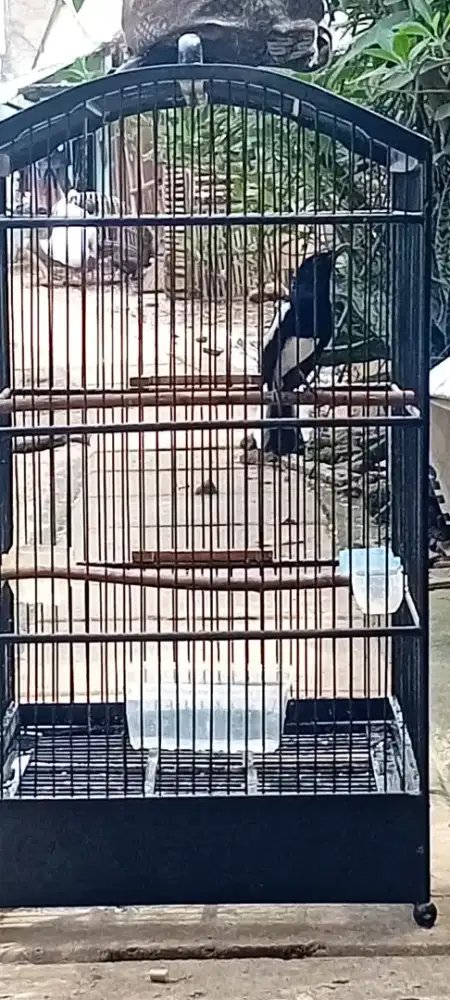 Kacer gacor gampang on,buka2 ekor