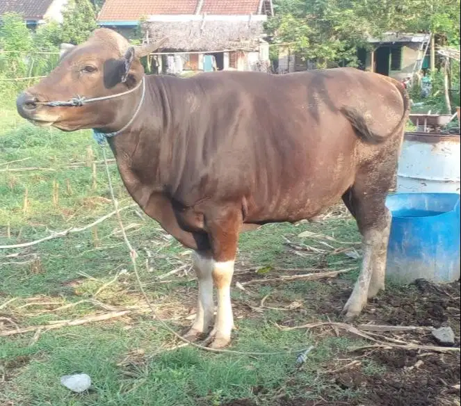 sapi kurban 350kiloan ras sapi bali layak hewan qurban 2026 murmer top