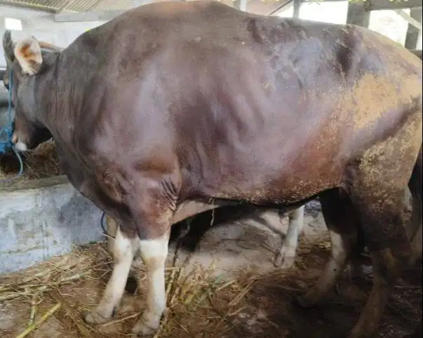 sapi kurban 350kiloan ras sapi bali layak hewan qurban 2026 murmer top