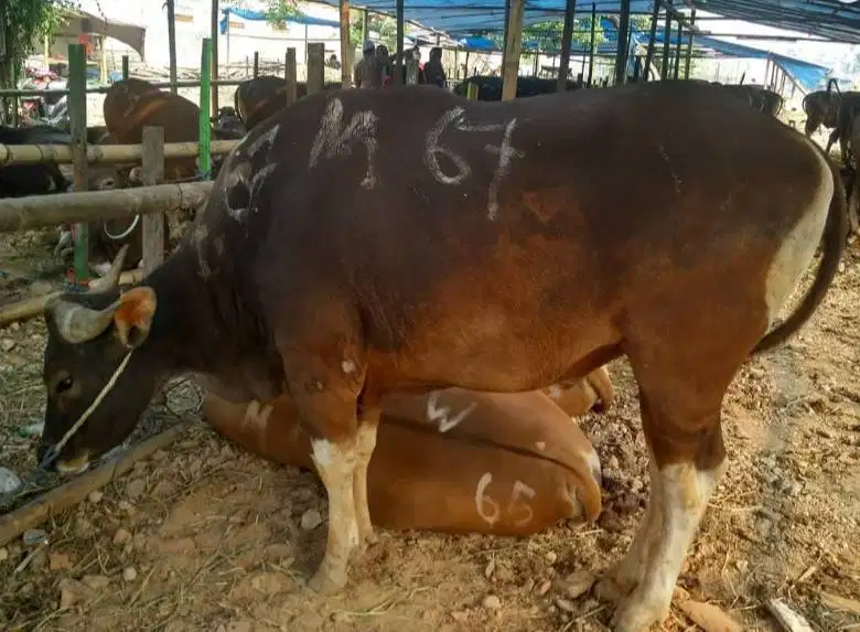tabungan sapi qurban 300kilo ras sapi bali 2jt-an/bln 11x kurban 2027