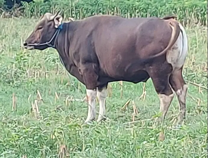 sapi qurban 350kiloan ras sapi bali layak hewan kurban 2026 jamin puas