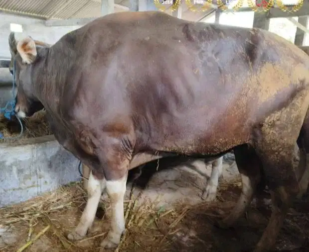 sapi qurban 350kiloan ras sapi bali layak hewan kurban 2026 jamin puas