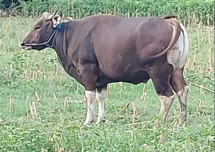 sapi qurban 350kiloan ras sapi bali siap hewan kurban murmer ekonomis
