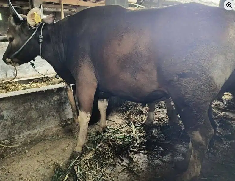 sapi qurban 350kiloan ras sapi bali siap hewan kurban murmer ekonomis