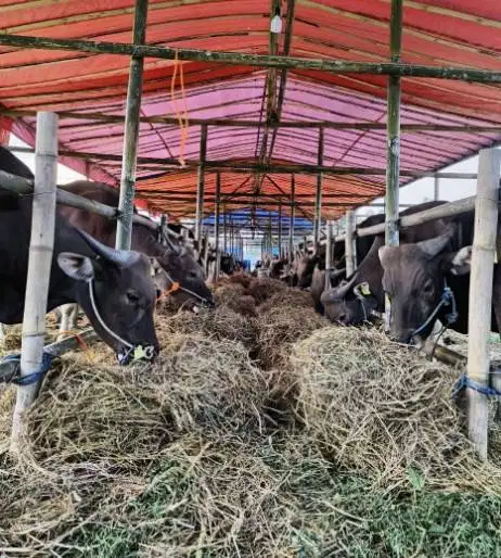 tabungan sapi qurban 350kiloan ras sapi bali 2,5jt/bln 10x kurban 2027