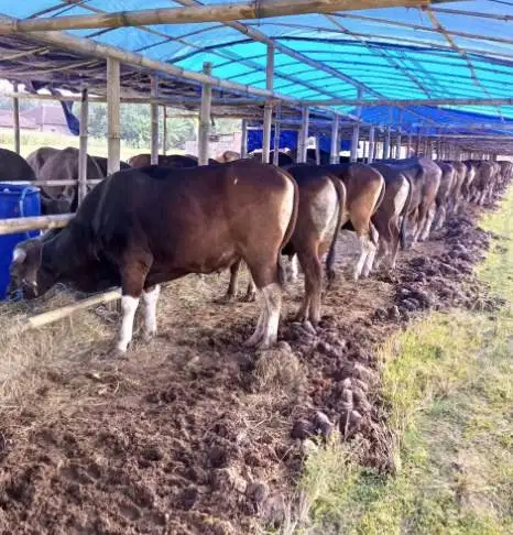 sapi qurban 350kiloan ras sapi bali siap hewan kurban 2026 ekonomisan
