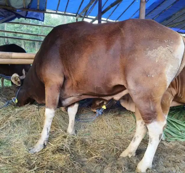 sapi qurban 350kiloan ras sapi bali siap hewan kurban 2026 ekonomisan