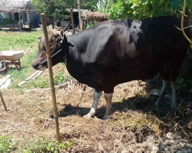 sapi bali 350kiloan layak hewan kurban 2026 murmer ekonomisan rawatan