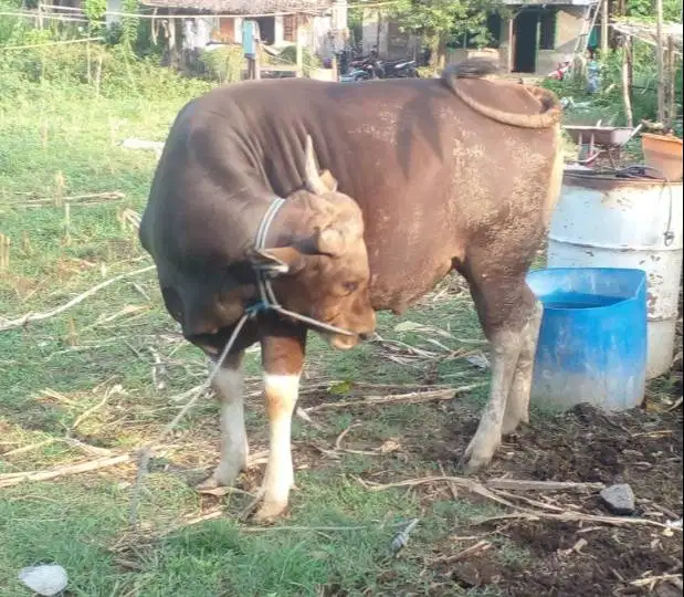 sapi bali 350kiloan layak hewan kurban 2026 murmer ekonomisan rawatan