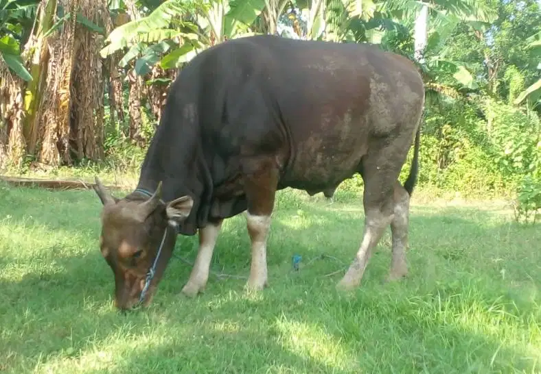 sapi bali 350kiloan siap sapi qurban 2026 ekonomisan rawatan jamin top