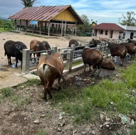 sapi bali 350kiloan siap sapi qurban 2026 ekonomisan rawatan jamin top