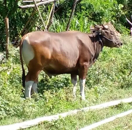 sapi bali 350kiloan layak sapi qurban 2026 ekonomisan rawatan jamin ok